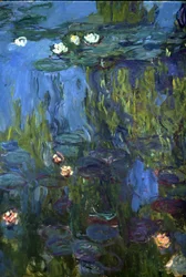 Water Lilies