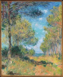 Pine Tree Path at Varengeville