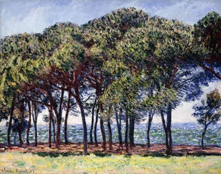 Pines, Cap d