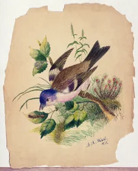 Bluebird on a Branch