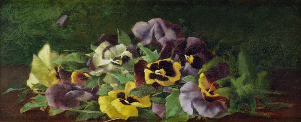Pansies