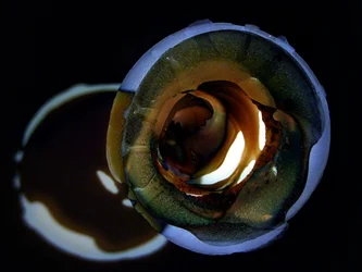 Golden Swirl Glow