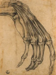 Anatomical Study of a Hand