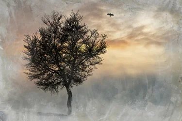 Dramatic Lone Tree