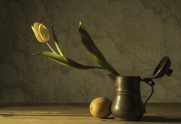 Yellow Tulip Still Life