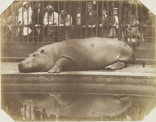 Obaysch, the Hippopotamus, London Zoo