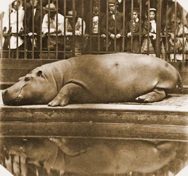 Obaysch the Hippopotamus, London Zoo