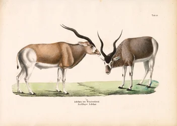Addax Antelope in Winter Coat