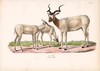 Addax Antelope with Young