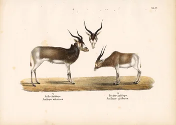 Addax and Bontebok Antelopes