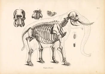 African Elephant Skeletal Anatomy
