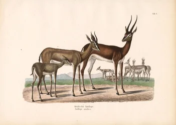 Arabian Oryx in Semi-desert