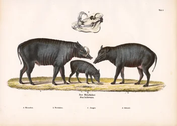 Babirusa Family with Skull View