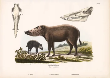 Bearded Pig with Young and Skull Views