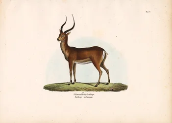Black-footed Antelope