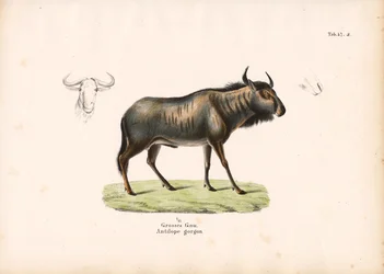 Blue Wildebeest with Head Details