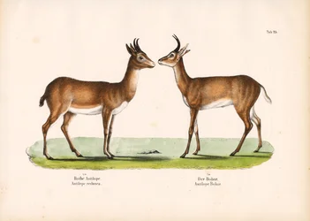 Bohor Reedbuck and Common Reedbuck