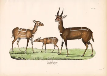 Bushbuck with Young