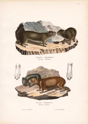 Cape and Syrian Rock Hyraxes