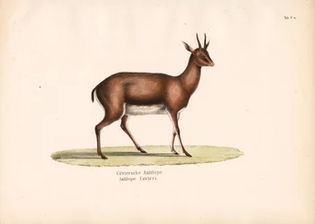Cuvier