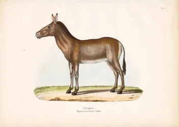 Dziggetai or Mongolian Wild Ass