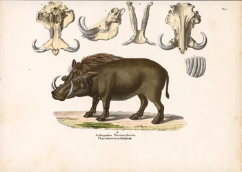 Ethiopian Warthog with Skull Anatomy