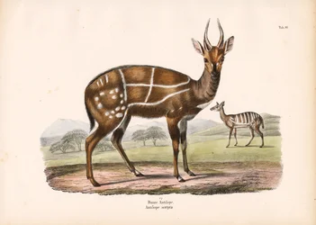 Harnessed Antelope with Young