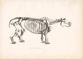 Hippopotamus Skeletal Anatomy