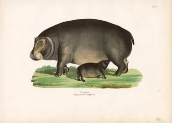 Hippopotamus with Calf