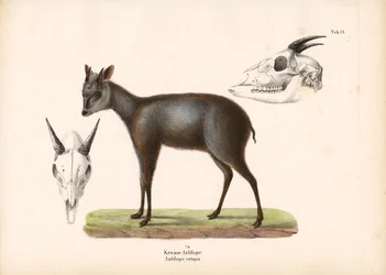 Impala with Skull Representations