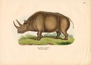 Indian Rhinoceros
