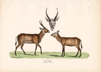 Koba Antelope