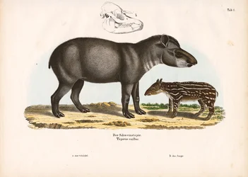 Lowland Tapir with Juvenile