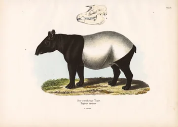Malayan Tapir