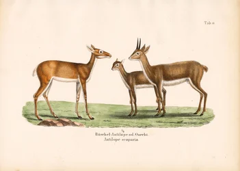 Oribi Antelopes in Family