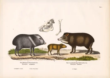 Peccaries with Young and Skull Anatomy