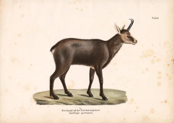 Pyrenean Chamois or Isard