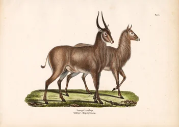Senegal Antelope