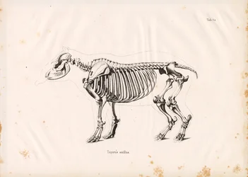 Skeleton of the Lowland Tapir