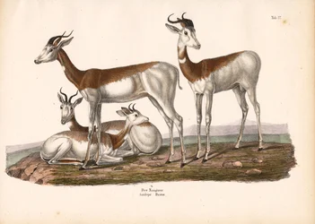 The Nanguer or Dama Gazelle