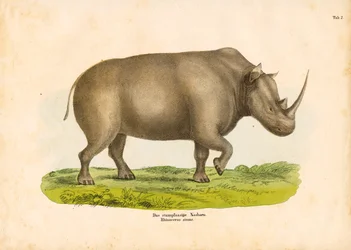 The Square-lipped Rhinoceros