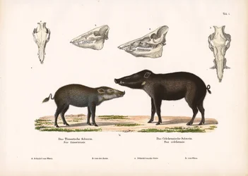 Timor Pig and Celebes Pig with Skull Views