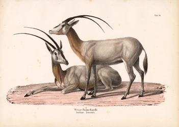 White Oryx