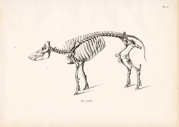 Wild Boar Skeleton