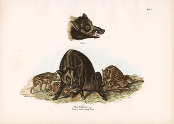 Wild Boar with Piglets