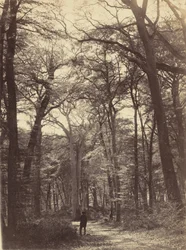 Forest Scene, c. 1865