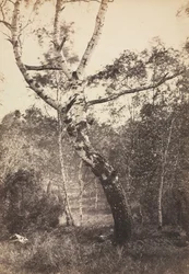 Study of a Birch Tree, Barbizon