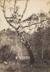 Study of a Birch Tree