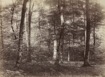 Untitled The Forest of Fontainbleau