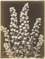 Untitled [flowering plant], c. 1870